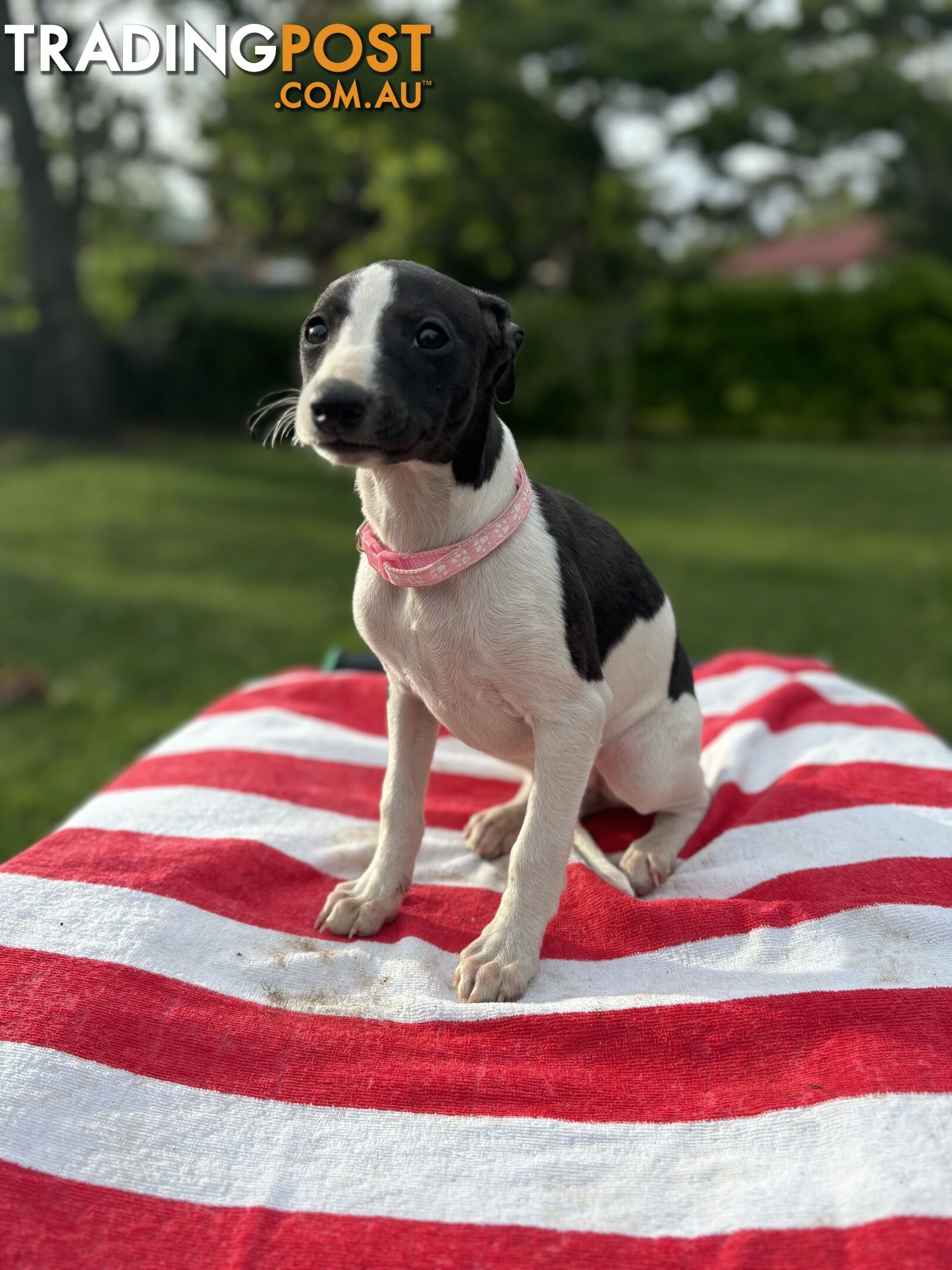 Purebred Whippets Ready to go