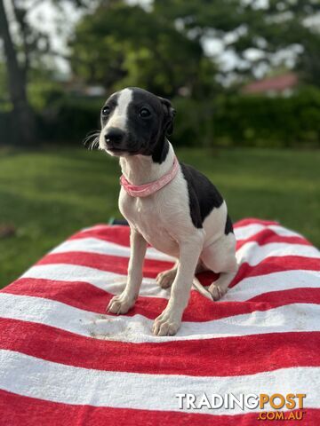 Purebred Whippets Ready to go