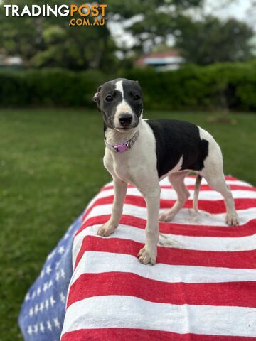 Purebred Whippets Ready to go