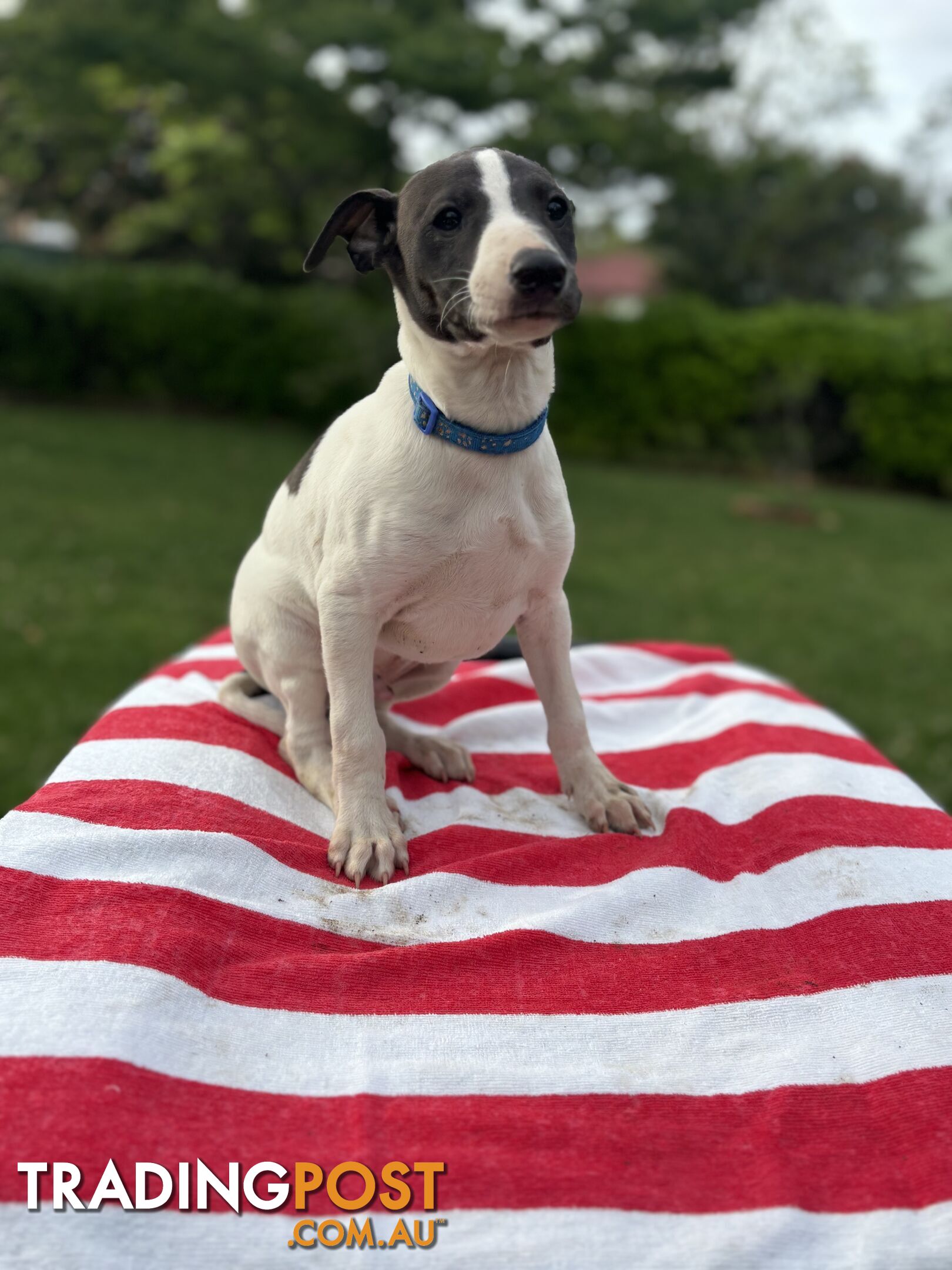 Purebred Whippets Ready to go