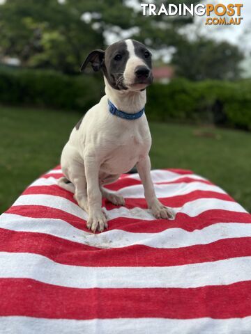 Purebred Whippets Ready to go