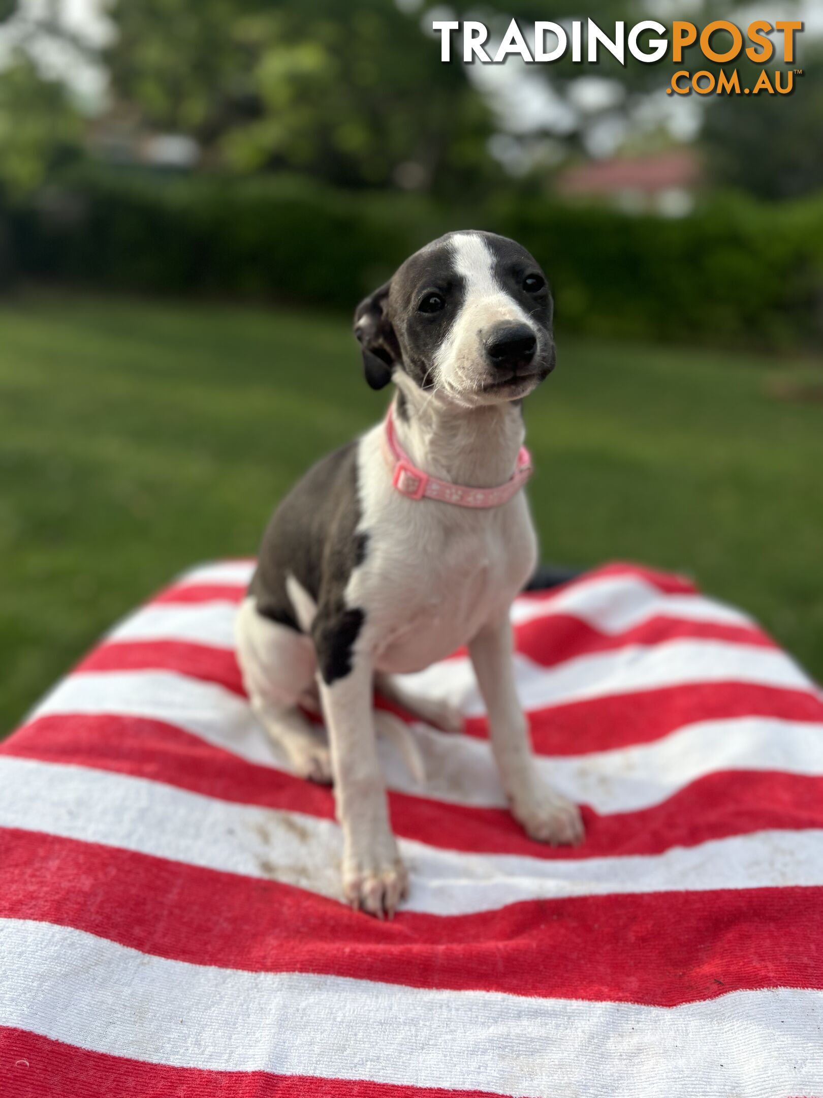 Purebred Whippets Ready to go