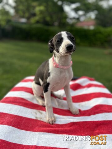 Purebred Whippets Ready to go