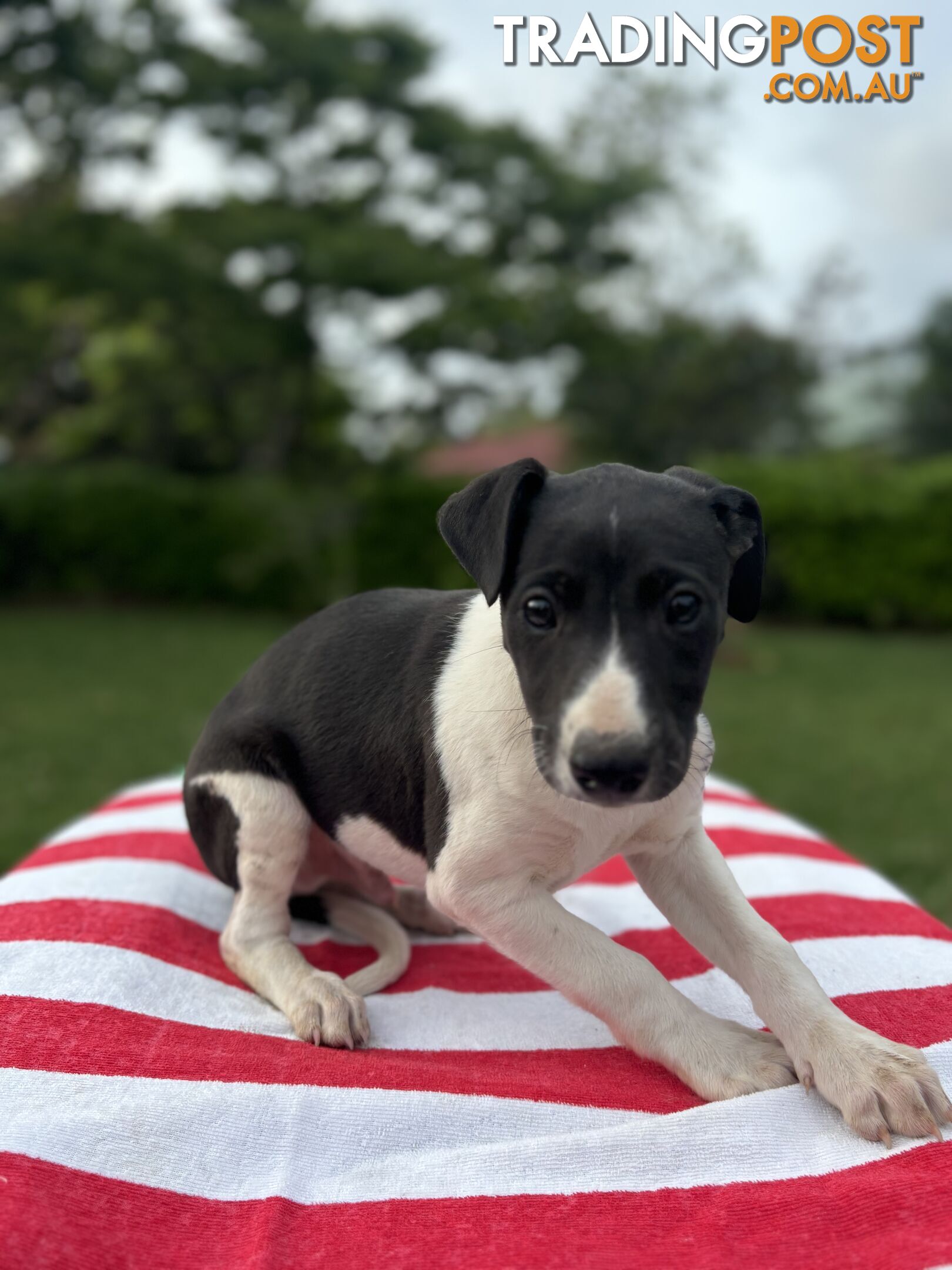 Purebred Whippets Ready to go