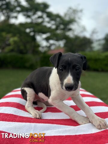 Purebred Whippets Ready to go