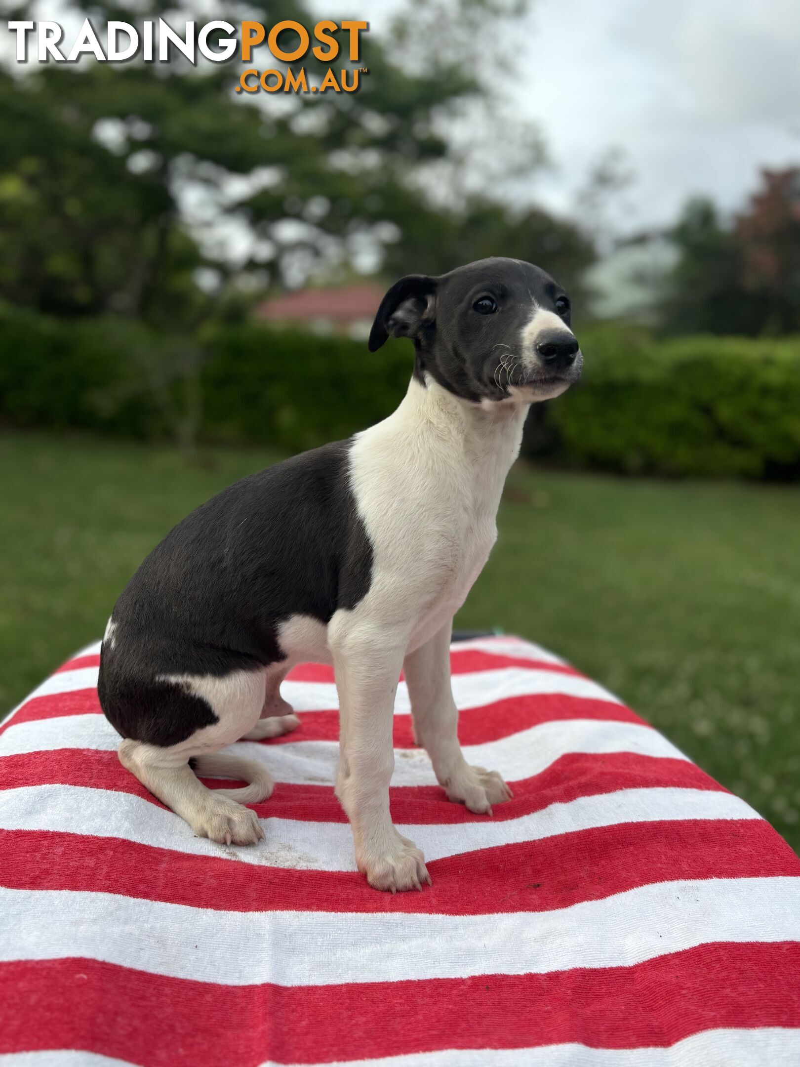 Purebred Whippets Ready to go