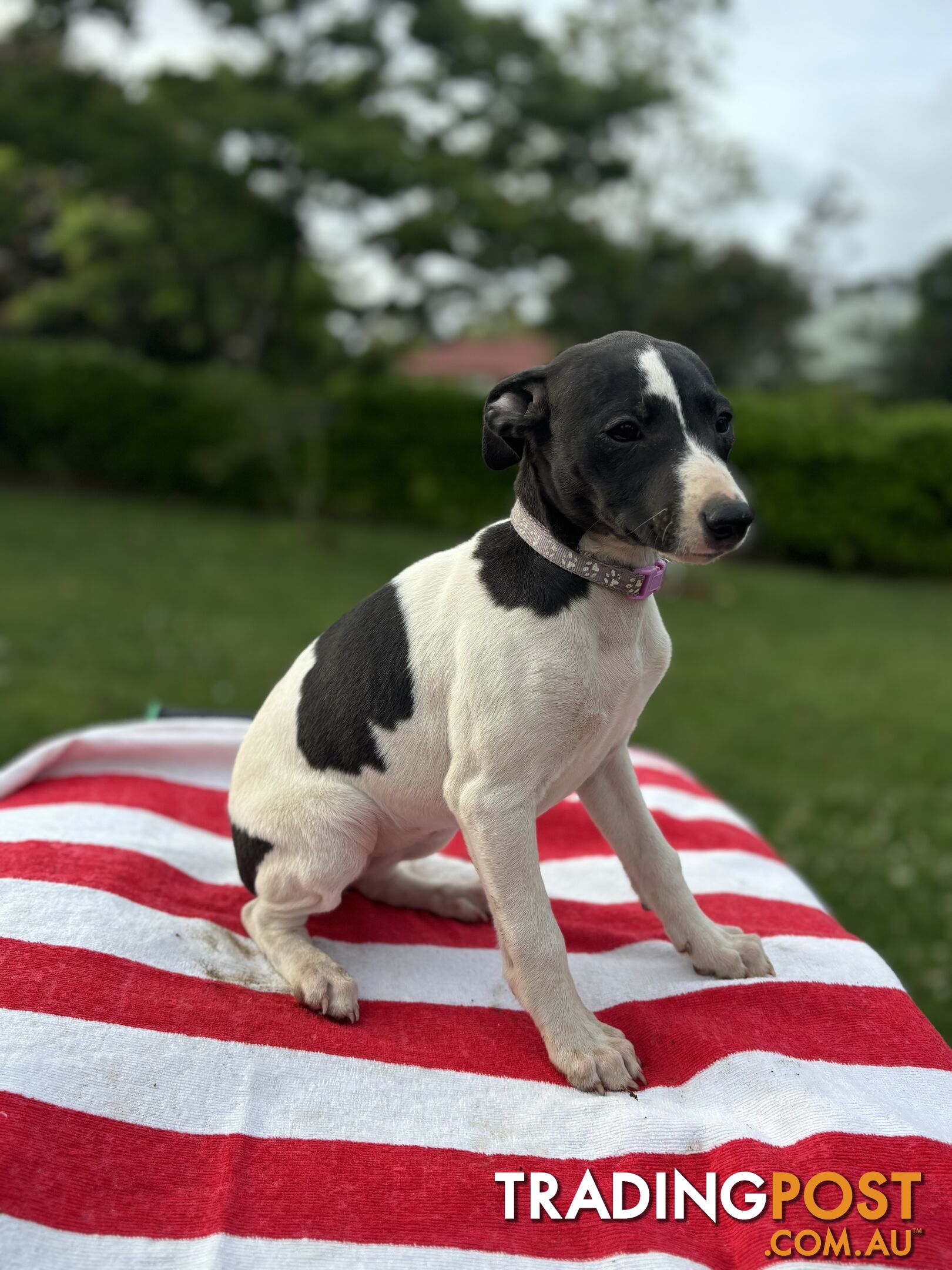 Purebred Whippets Ready to go