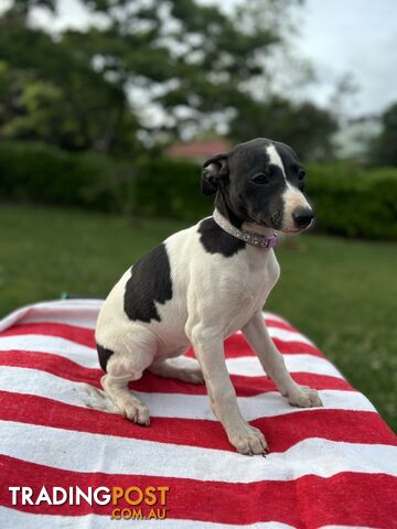 Purebred Whippets Ready to go