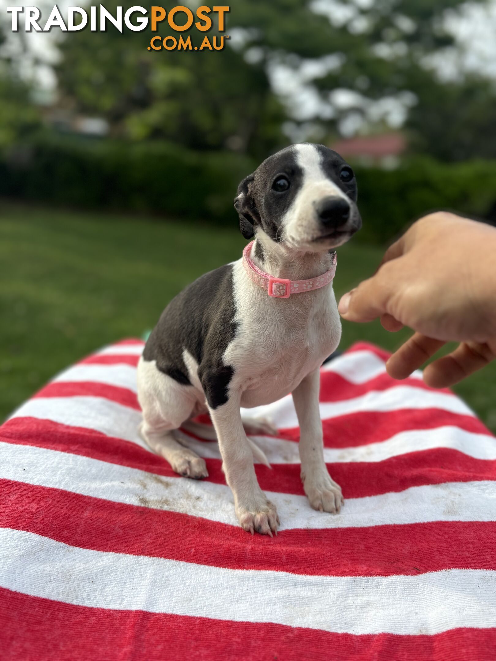 Purebred Whippets Ready to go