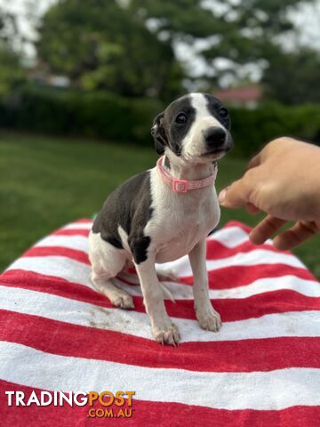 Purebred Whippets Ready to go