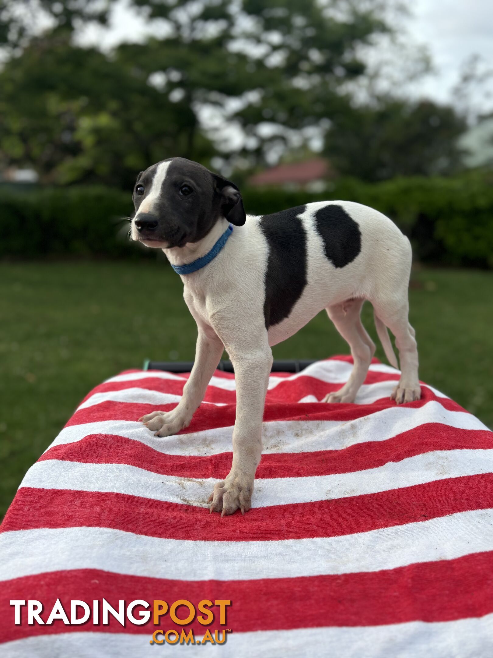 Purebred Whippets Ready to go