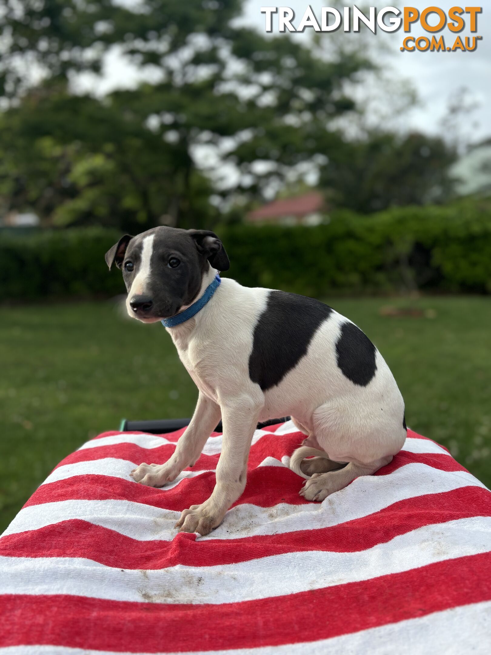 Purebred Whippets Ready to go