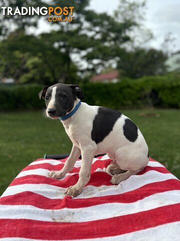 Purebred Whippets Ready to go