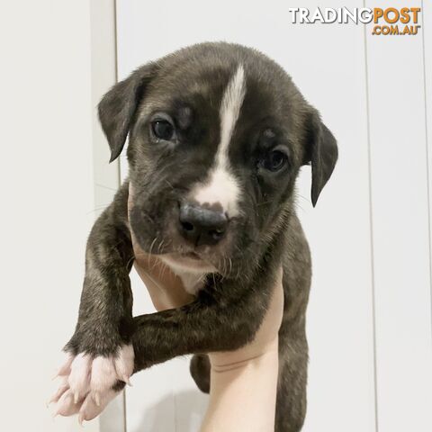 American Bulldog x Amstaff x RR