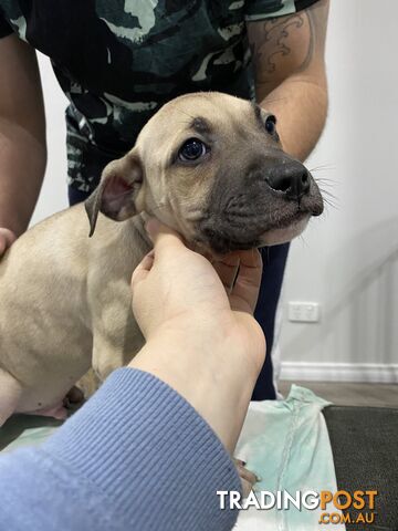 American Bulldog x American Staffy x RR