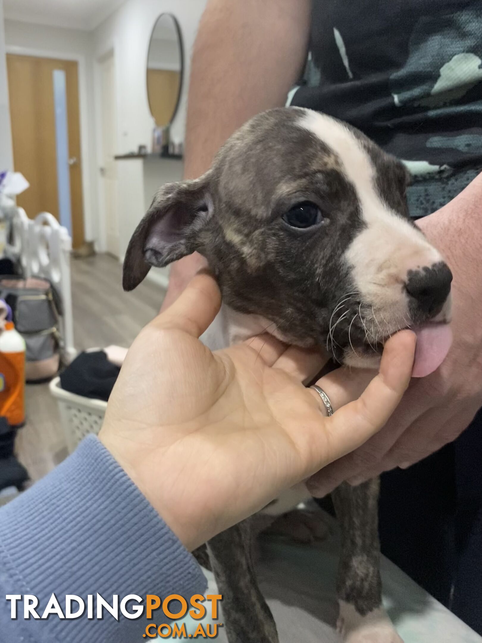 American Bulldog x American Staffy x RR