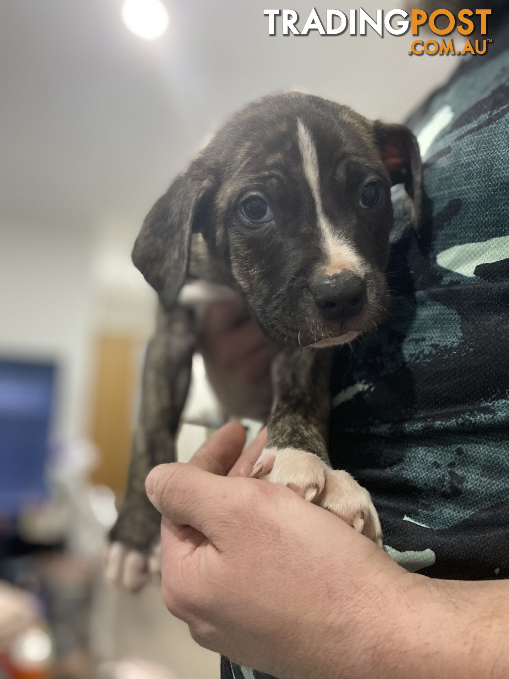 American Bulldog x American Staffy x RR