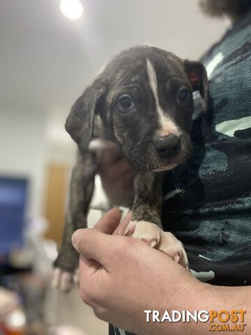 American Bulldog x American Staffy x RR