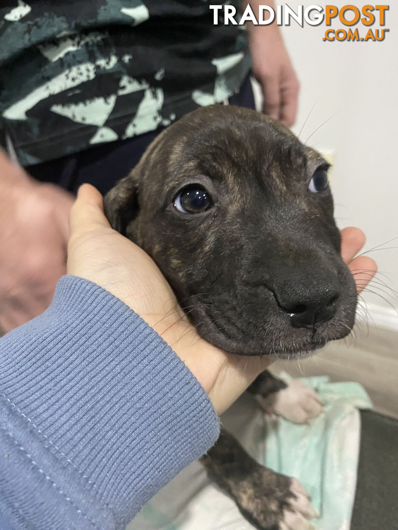 American Bulldog x American Staffy x RR