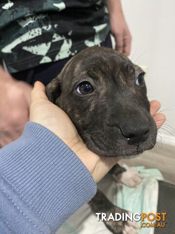 American Bulldog x American Staffy x RR