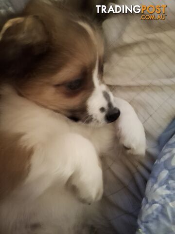 Papillion cross puppies