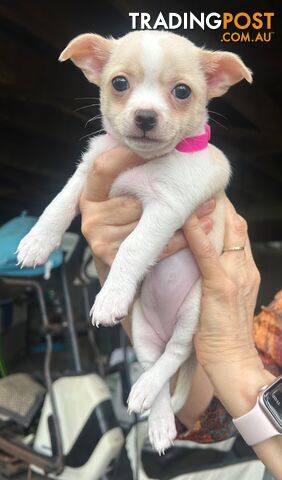 Chihuahua