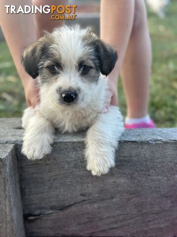 Jack Russell cross puppies two wire coats