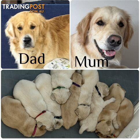 Purebred Golden Retriever Puppies - Ready to go home