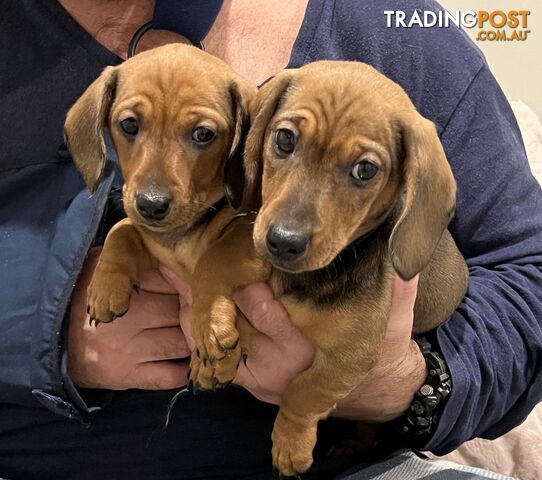 Purebred Miniature Dachshund Puppies