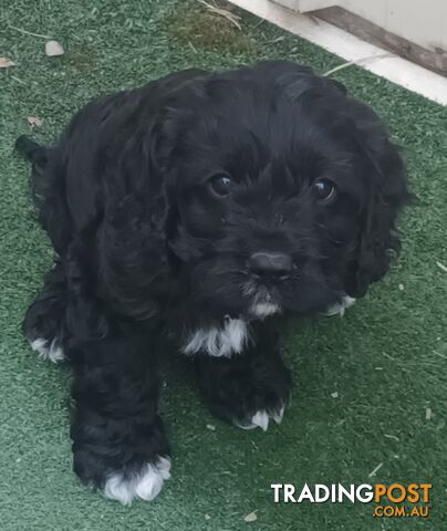 Spoodle x Cavalier (Cavoodles or Spoodaliers)