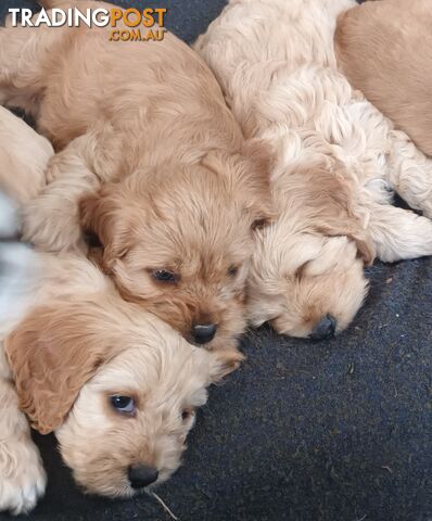 Spoodle x Cavalier (Cavoodles or Spoodaliers)