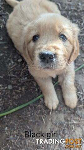 Pure Golden Retriever Puppies