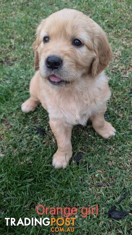 Pure Golden Retriever Puppies