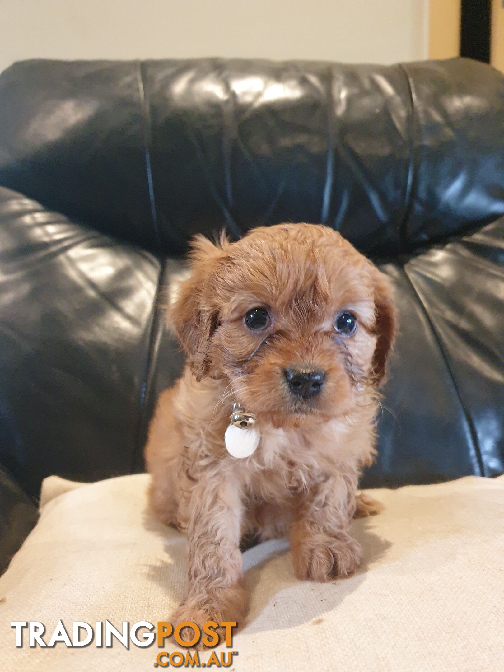 Miniature Cavoodle Puppies