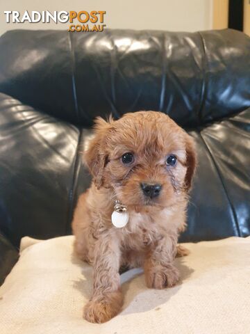 Miniature Cavoodle Puppies