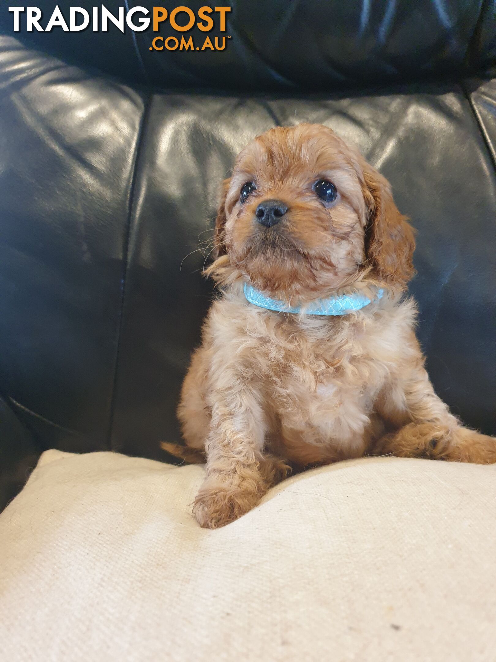 Miniature Cavoodle Puppies