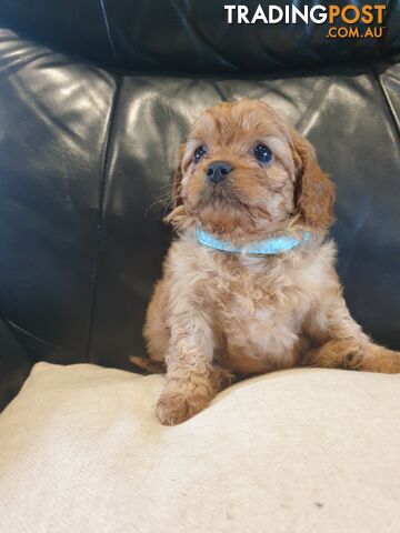 Miniature Cavoodle Puppies