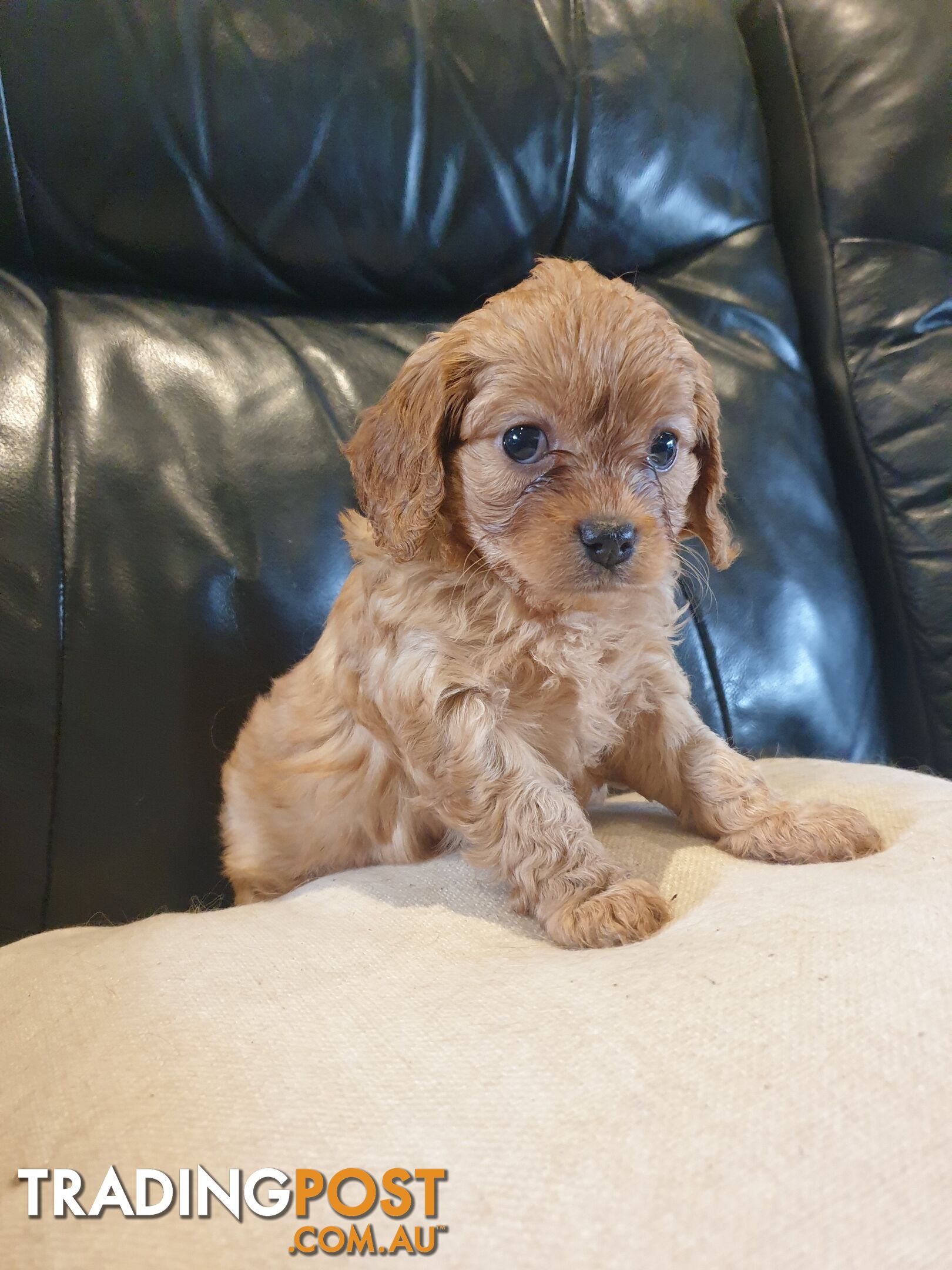 Miniature Cavoodle Puppies