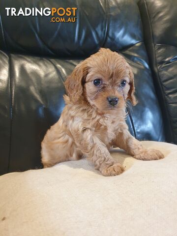 Miniature Cavoodle Puppies