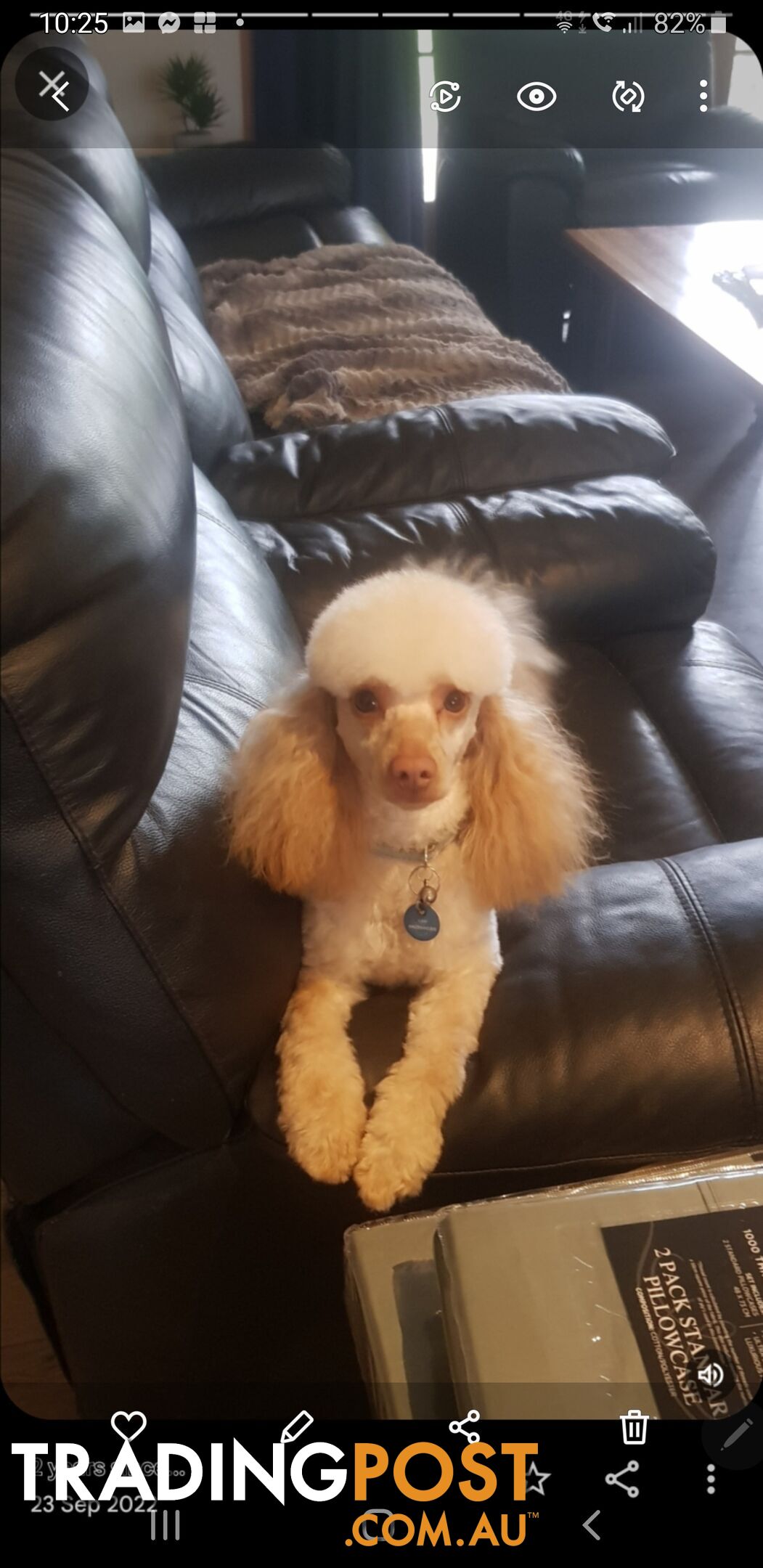 Miniature Cavoodle Puppies