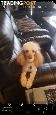 Miniature Cavoodle Puppies