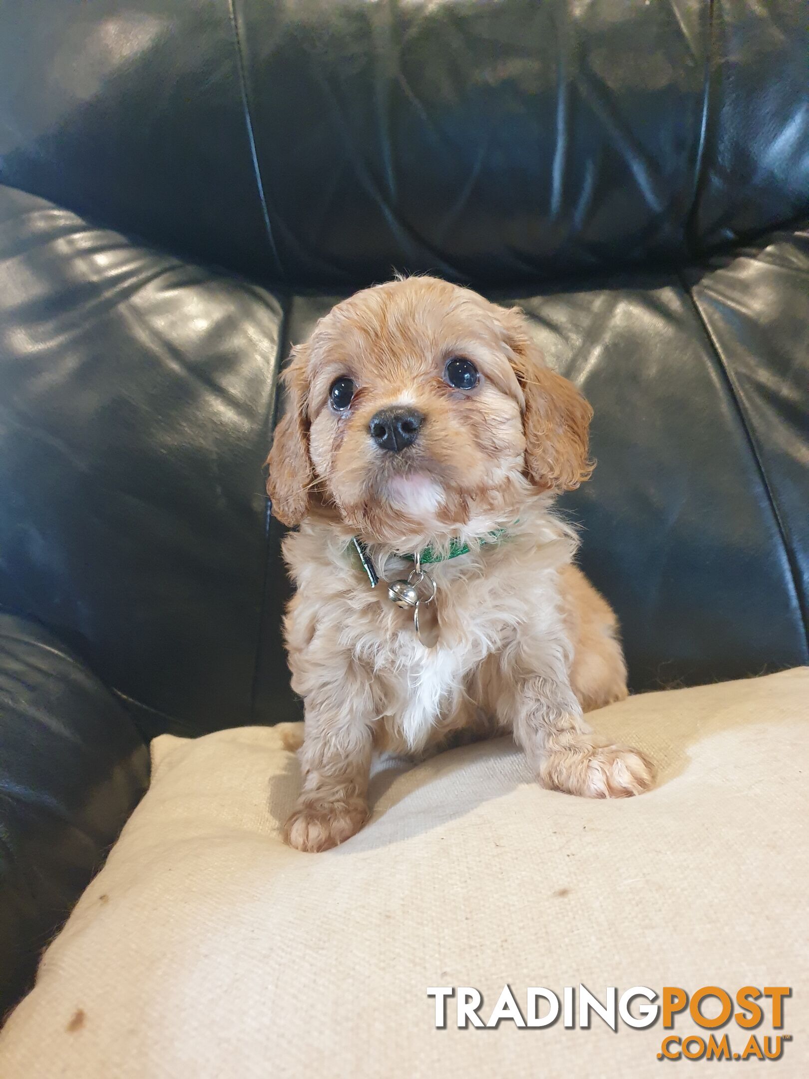 Miniature Cavoodle Puppies