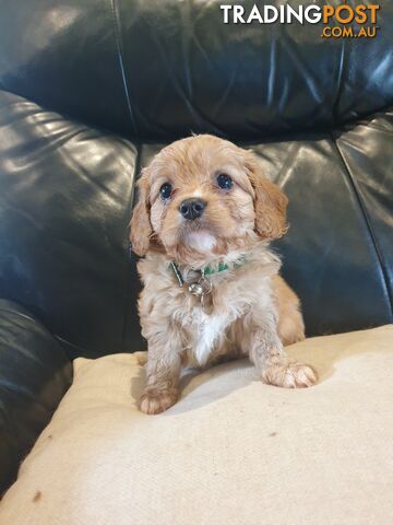 Miniature Cavoodle Puppies