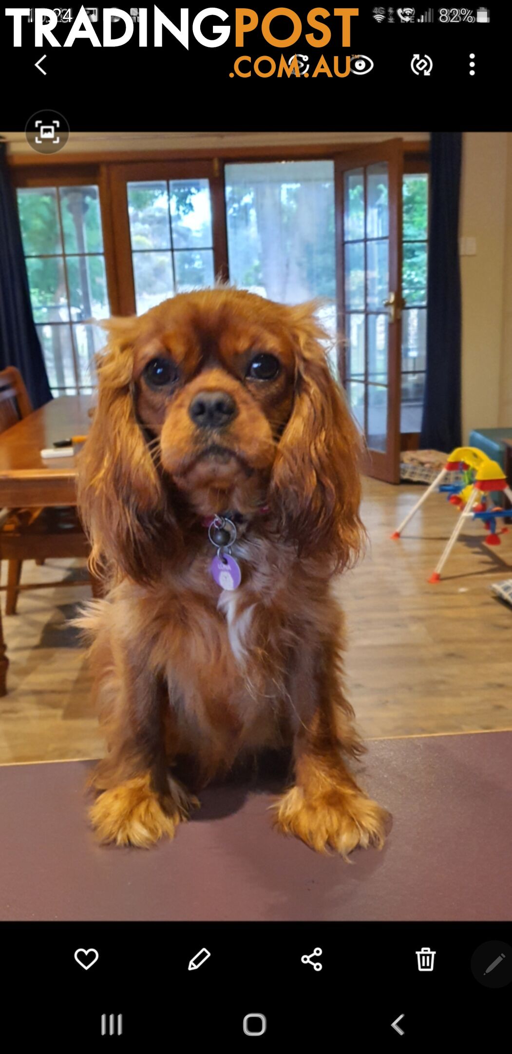 Miniature Cavoodle Puppies