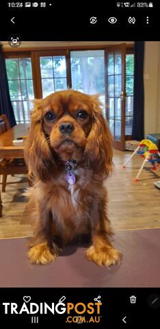 Miniature Cavoodle Puppies