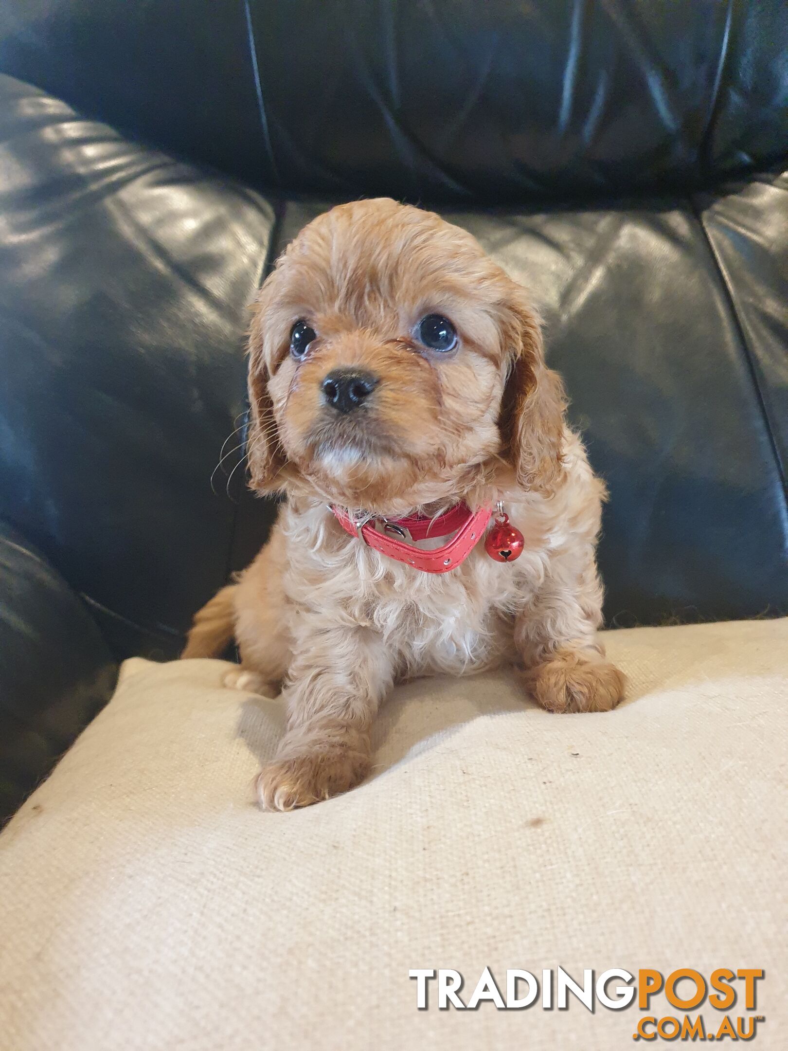 Miniature Cavoodle Puppies