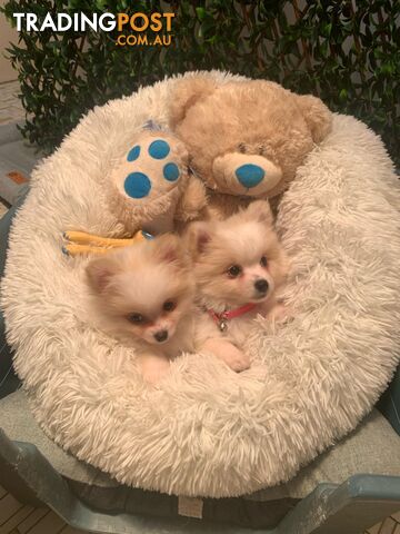 I have 2 adorable Pomeranian puppies ready to go to their new home
