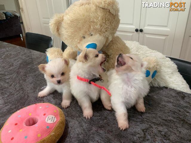 I have 3 adorable Pomeranian puppies ready to go to their new homes in 2 weeks