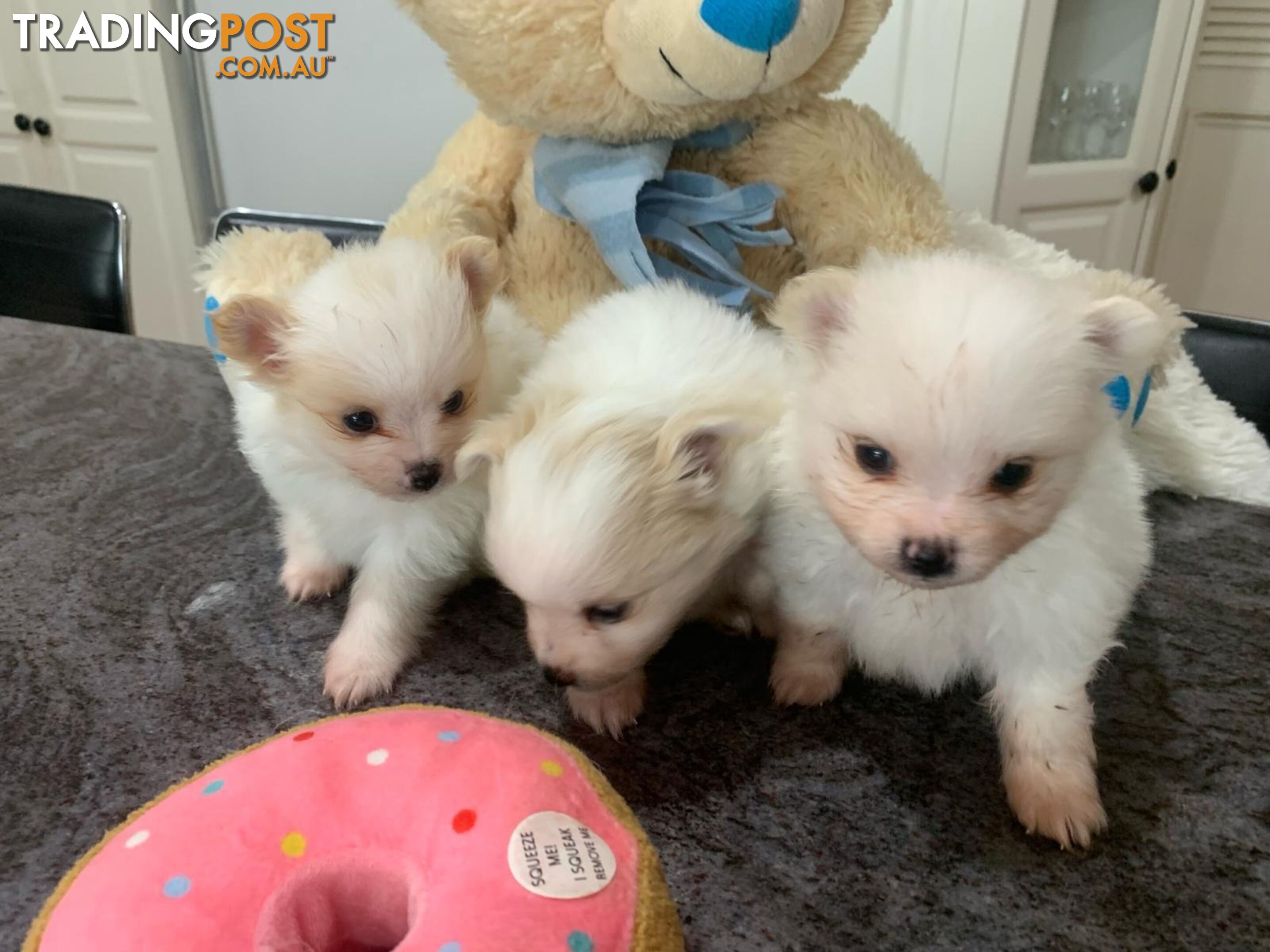Adorable Male Pomeranian puppies ready to go to their new home