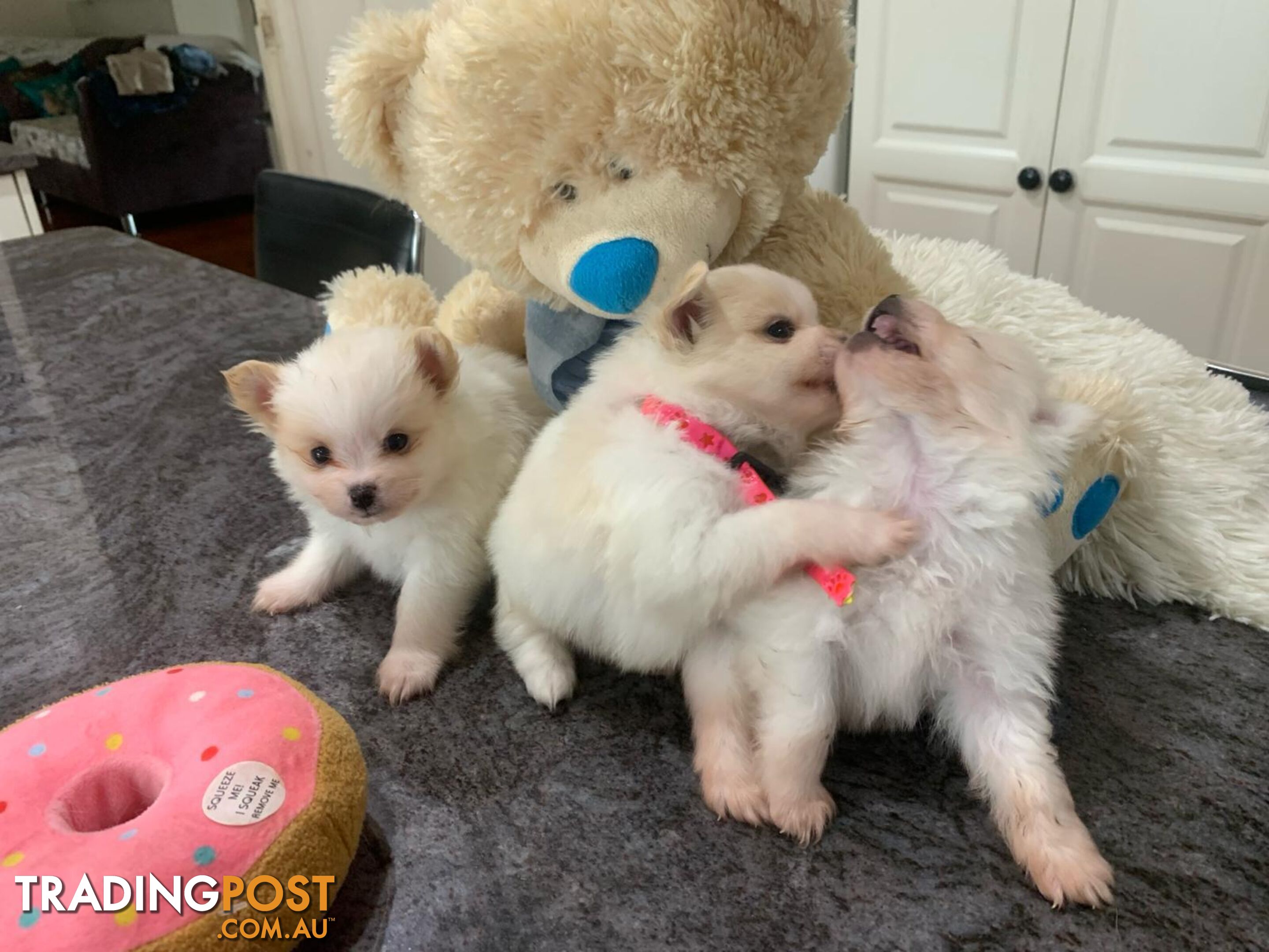 Adorable Male Pomeranian puppies ready to go to their new home